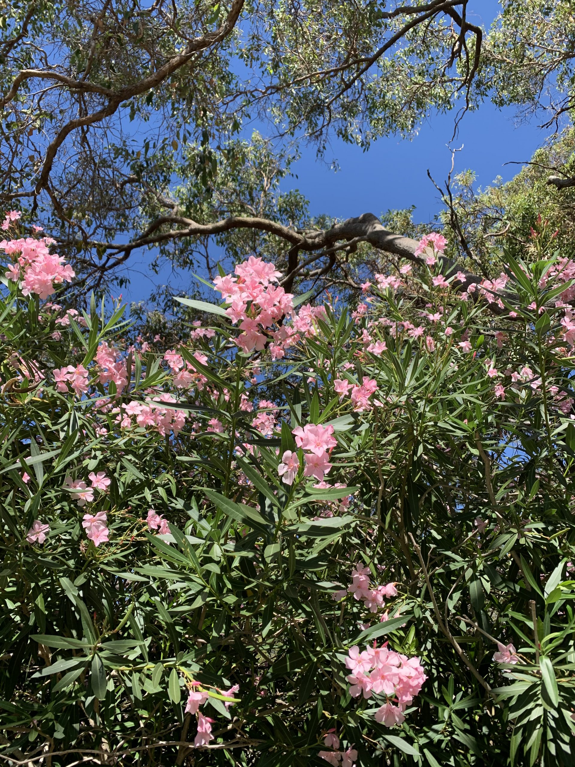 Flower in Australia