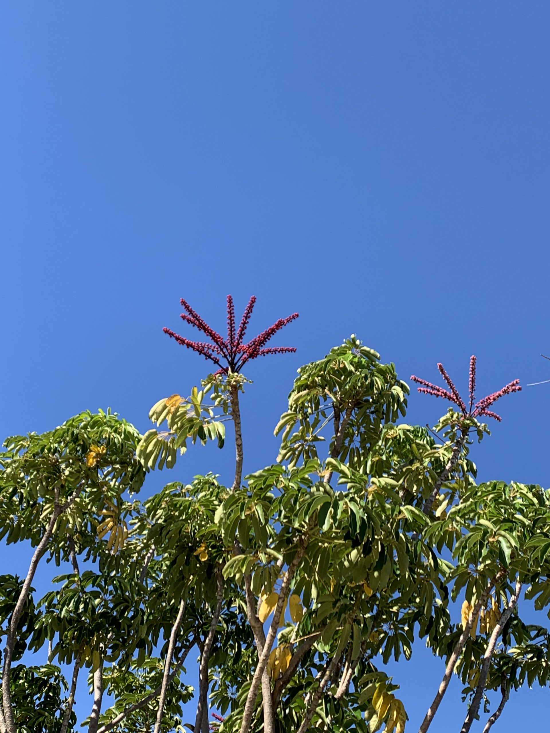 Australian plant